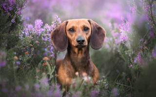 Sad dog flower field renaissance - renaissance free wallpaper for desktop
