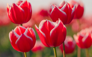 Red flowers white foreground blurry - a sky background in the background free wallpaper