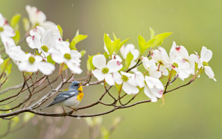 Bird branch flower rain impressionist - nature photography free wallpaper for desktop
