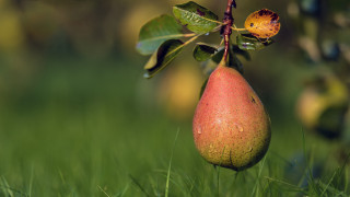 Pear branch grass leaves flower - photorealistic imagery free wallpaper