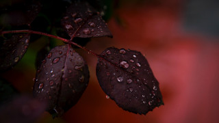 Red leaf water droplets macro 3 - a green leaf free wallpaper