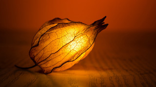 Radiant light table leaf center - radiant light free wallpaper for desktop