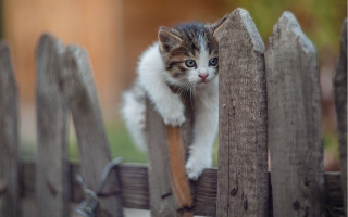 Curious kitten fence photorealistic 3d - curious free wallpaper