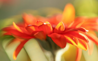 Flower macro blurry background camellia - shallow depth of field free wallpaper for desktop