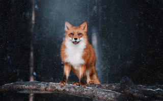 Red fox snow falling illustration - in the snow free wallpaper