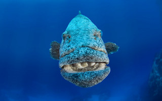 Fish mouth open water blue - tooth wide free wallpaper