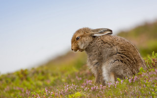Rabbit flower field blurry depth - a field of flowers and grass free wallpaper