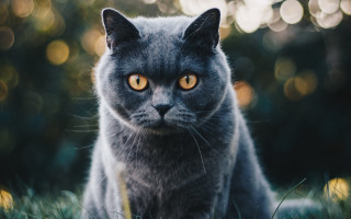 Gray cat yellow eyes bokeh - neoism free wallpaper for desktop