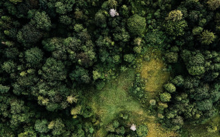 Forest branch sunlight path bush - daniel lieske free wallpaper