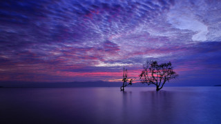 Lone tree lake sunset mystical - sky above free wallpaper
