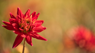 Red flower macro blurry background 5 - a blurry background of flowers free wallpaper