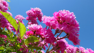 Pink flowers sunny blue sky - a few green leaf free wallpaper
