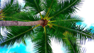 Palm tree leaves clouds beach - a bunch of leaves free wallpaper