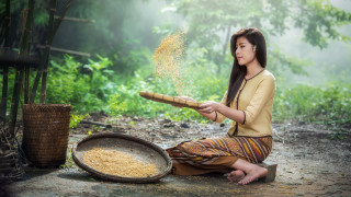 Woman sitting wooden stick rice - heavy grain free wallpaper
