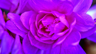 Purple flower water droplets vivid - petal and a blurry background free wallpaper for desktop