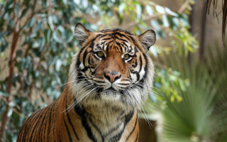 Tiger camera blurry background bokeh - a tiger free wallpaper for desktop