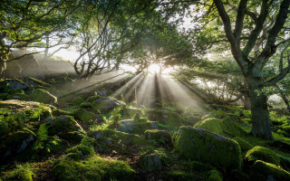 Forest sunbeams moss trees nature - sunbeam free wallpaper