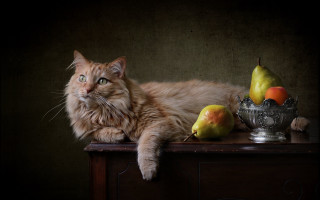 Cat table silver bowl pears - a still life free wallpaper