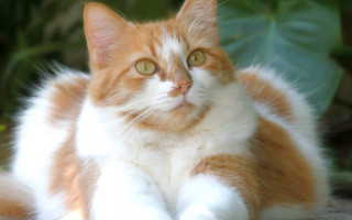 Cat crossed paws green plant - a green plant in the background free wallpaper