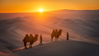 Three camels desert sunset horizon - the sun setting behind them free wallpaper for desktop