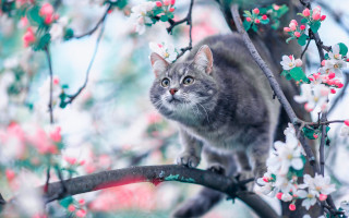 Cat branch cherry blossoms spring - a cat free wallpaper