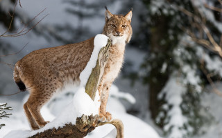 Lynx snowy forest branch wildlife - in a forest free wallpaper
