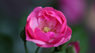 Pink flower green blurry rococo - a blurry image free wallpaper for desktop
