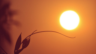 Plant sun moon night sky - alexander stirling calder free wallpaper