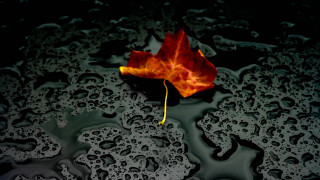 Leaf puddle water drops yellow - drop of water free wallpaper for desktop