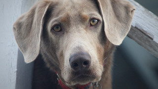 Dog red collar sad shiba - a red collar free wallpaper