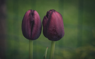 Purple tulips vase table green - a green background and a blurry background free wallpaper