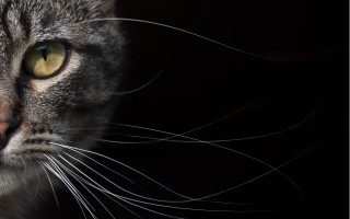 Cat yellow eyes looking distance - yellow eye free wallpaper