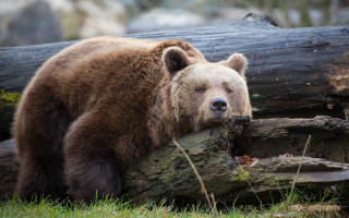 Brown bear log sad wildlife - edwin landseer free wallpaper