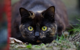 Cat yellow eyes walking grass - optical free wallpaper