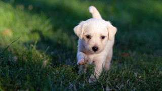 Puppy running grass stick ball - a stick free wallpaper