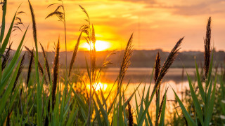 Sunset lake tallgrass sunrise cloudy - the foreground and a body of water free wallpaper for desktop