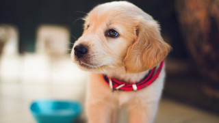 Puppy shiba inu blue bowl - a red collar free wallpaper