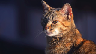 Serious cat black background blurry - animal free wallpaper for desktop
