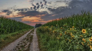 Sunflower field sunset cloudy sky - a dirt road free wallpaper for desktop