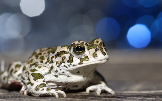 Frog wooden floor blurry lights - a frog free wallpaper for desktop