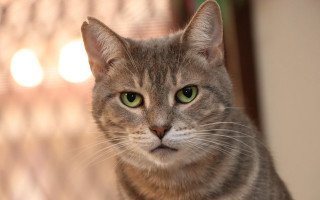 White cat green eyes blurry 4 - a curtain behind free wallpaper for desktop