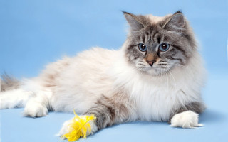 Fluffy cat toy blue background - a yellow flower free wallpaper