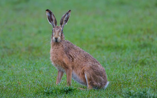 Brown rabbit sad field jigsaw - clovis trouille free wallpaper for desktop