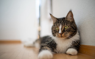 Cat sitting floor blurry background - f 1. free wallpaper