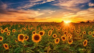 Sunflowers sunset clouds field orange - a field of sunflowers free wallpaper for desktop
