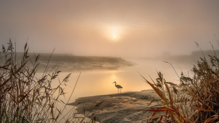 Bird foggy lake rock mountain - misty free wallpaper for desktop