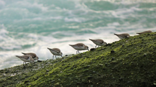 Birds mossy hill ocean waves - a group of birds free wallpaper for desktop