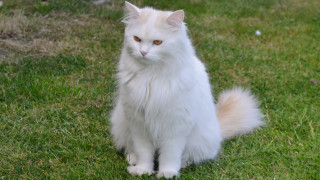 White cat green field bird - a lush green field of grass next free wallpaper