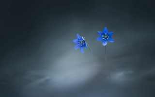 Blue flower butterfly cloud dark - the dark sky free wallpaper for desktop