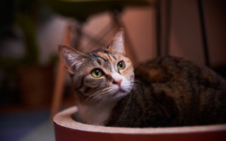 Cat bowl serious eyes daphne - a bowl free wallpaper